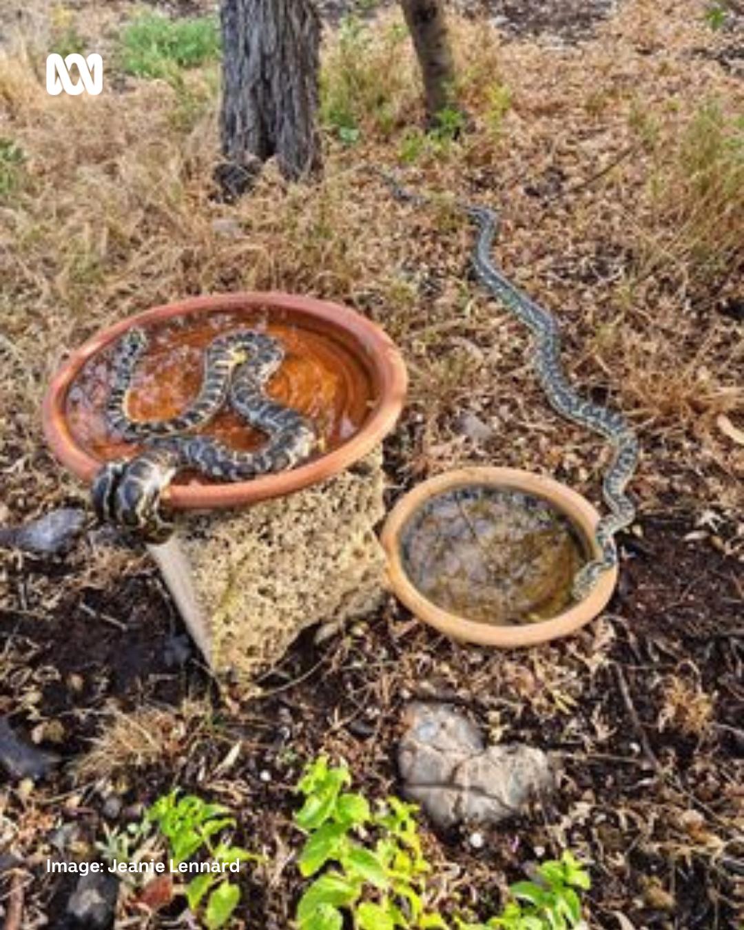 ABC Midwest and Wheatbelt - JUST COOLING OFF Do you remember the recent ...