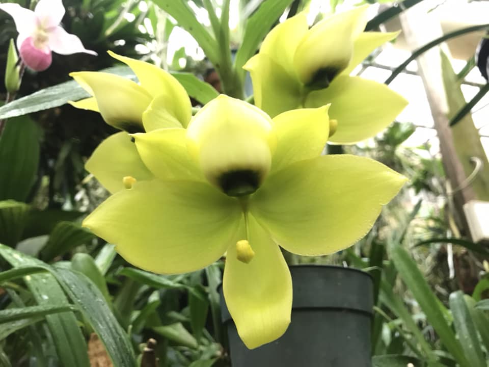 Cycnoches Mass Confusion 'M' orchid hybrid