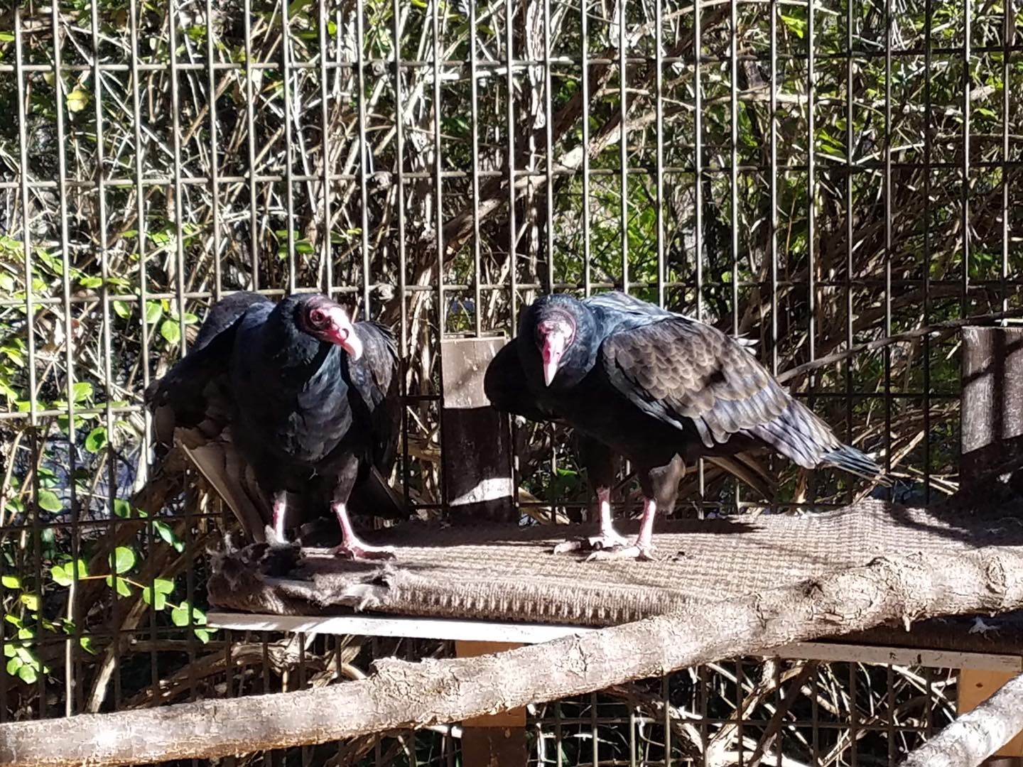 #internationalvultureawa... - Mesker Park Zoo & Botanic Garden | Facebook