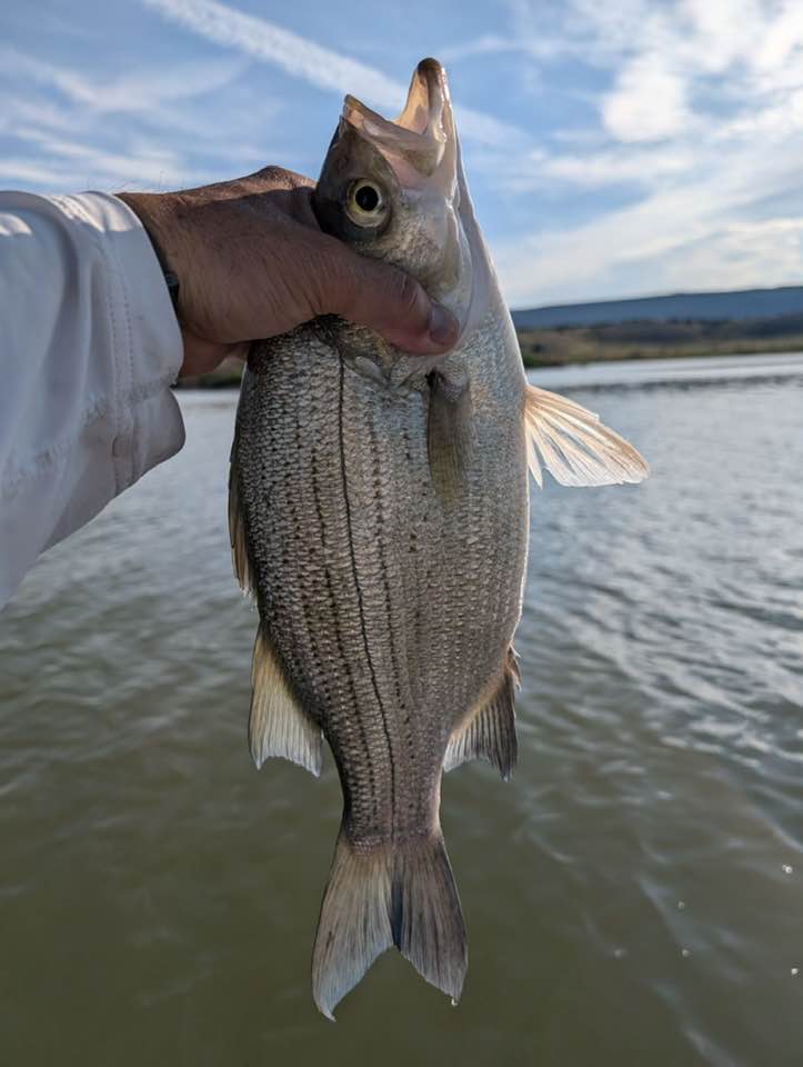 baitcaster high end combo Kilitn Fishing Rod and Reel Combo, Baitcasting Baitcast Reel 5 Foot Durable Fiberglass Telescopic Rod with Fishing Line Full Kits Comfortable Handle (Left) : Sports & Outdoors freshwater lure Color:Glow Pink Squirrel Abu Garcia Gen Ike This finesse fishing rod
