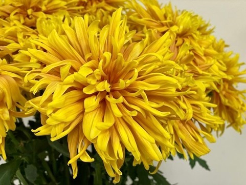 📢 New product alert! Check out... - Mayesh Wholesale Florist | Facebook