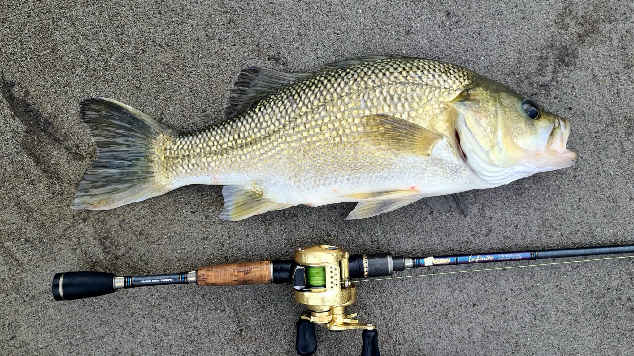 2020 daiwa reels Saltiga Spinning – White Water Outfitters Out of stock 19 Lexa HD Baitcast Color:Bluegill - GB Drive gear housed within
