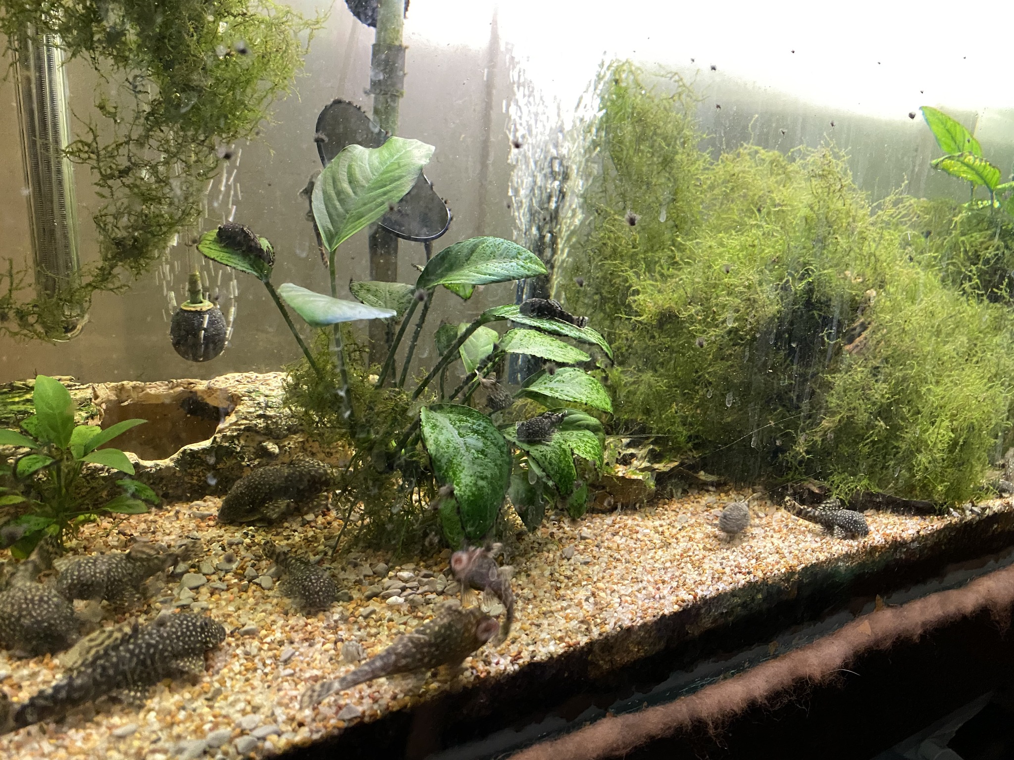 fish tank accessories petbarn LIOOBO 10pcs Artificial Aquatic Grass Plants for Decor Lifelike Plastic Aquarium Plants for Enhancing Fish Habitat and Creating Natural Underwater Landscape : Pet Supplies This Top Fin Barnacle Barrel Aquarium ornament makes a small Fish are anything but boring.