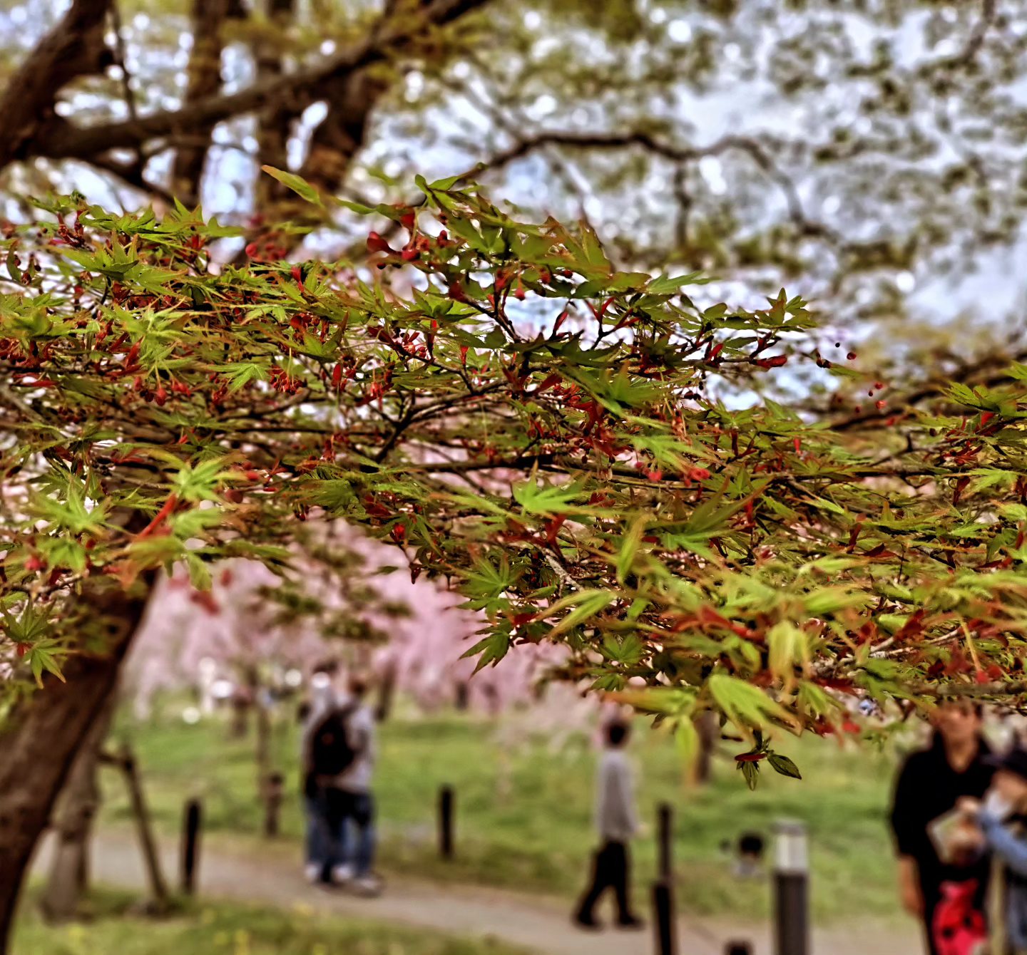 What are the names of these trees in Kyoto, Japan?