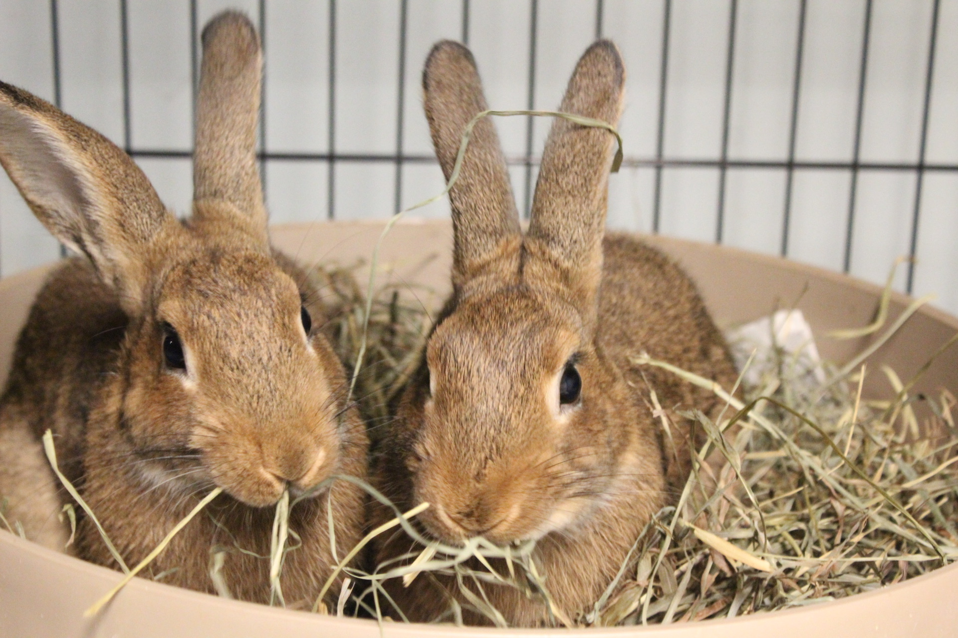 Meet Faline & Freya!... - Long Island Rabbit Rescue Group