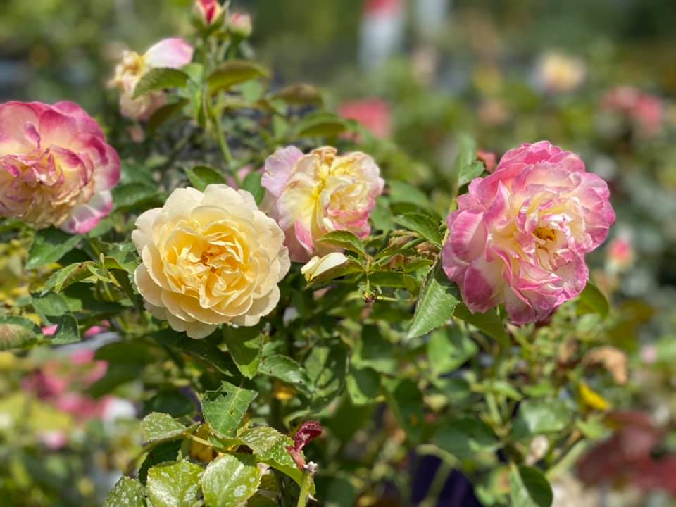 💵 Save BIG!!! 💵 All roses,... - Hillermann Nursery & Florist