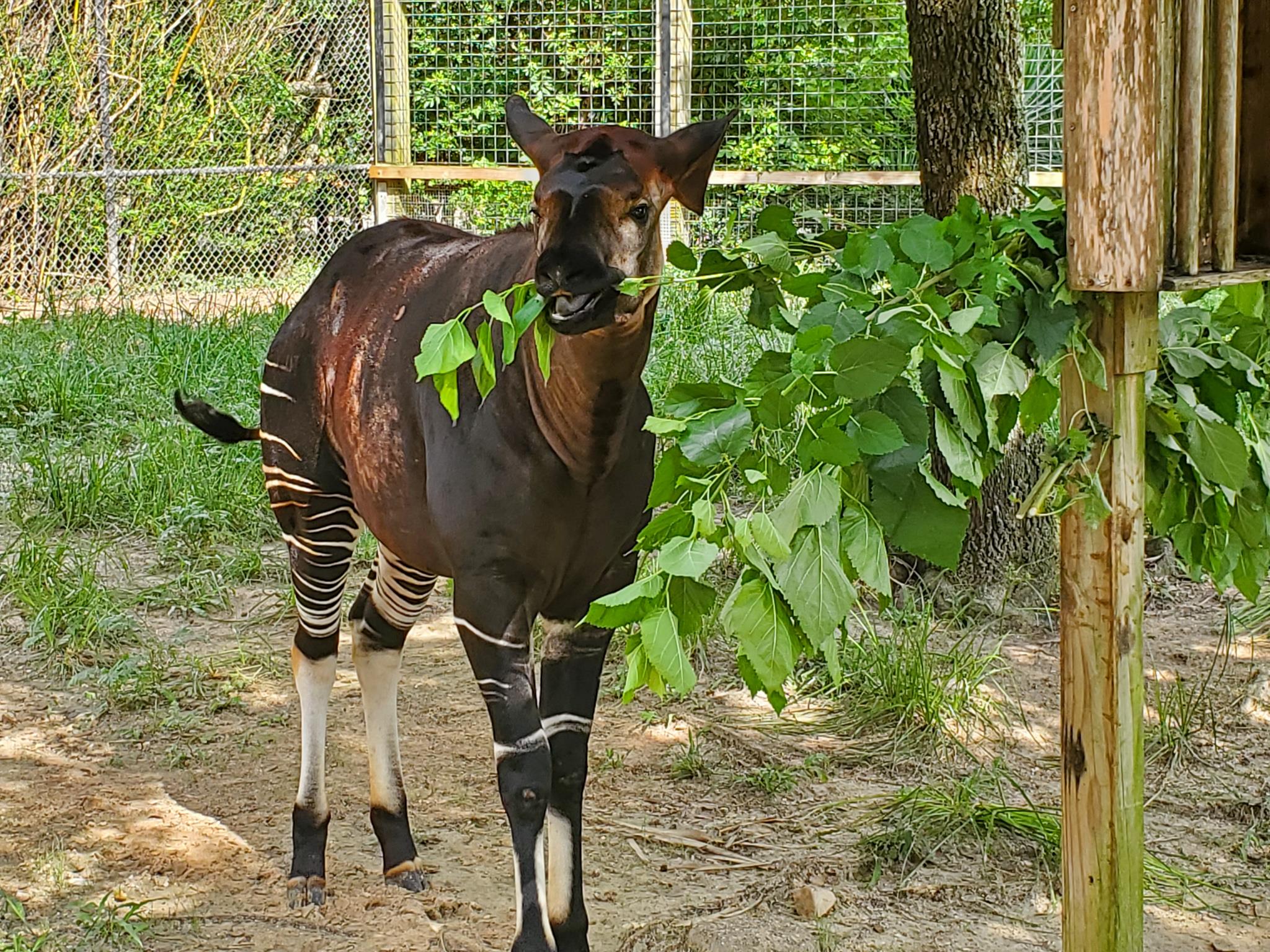 Houston Zoo - Kivuli turns ONE! 💜 Our youngest okapi is... | Facebook