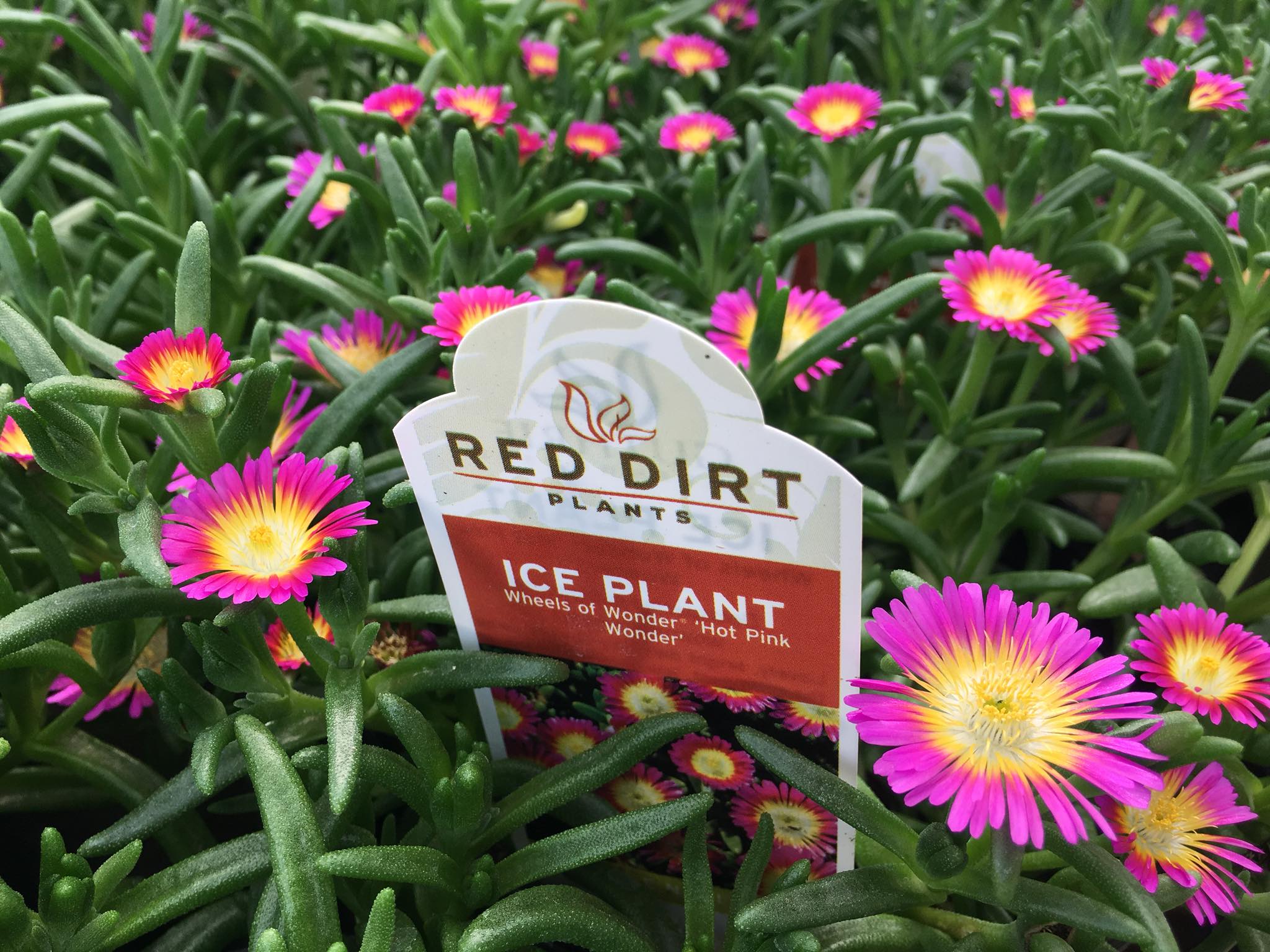 Red Dirt Plants - These Red Dirt Wheels Of Wonder Ice... | Facebook