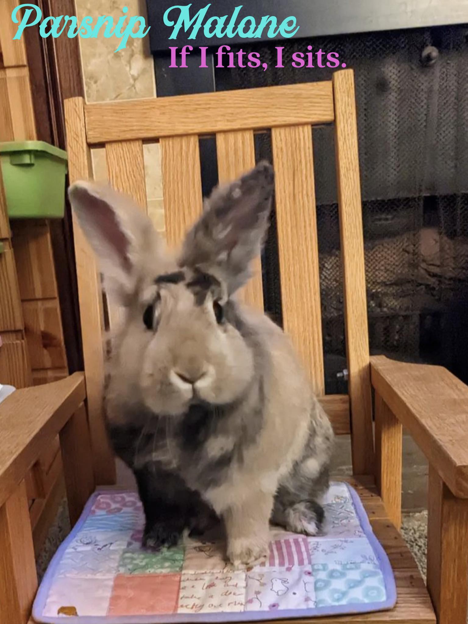 Zooh - ZCRR Sanctuary Rabbit 💚💜♥️ | Facebook