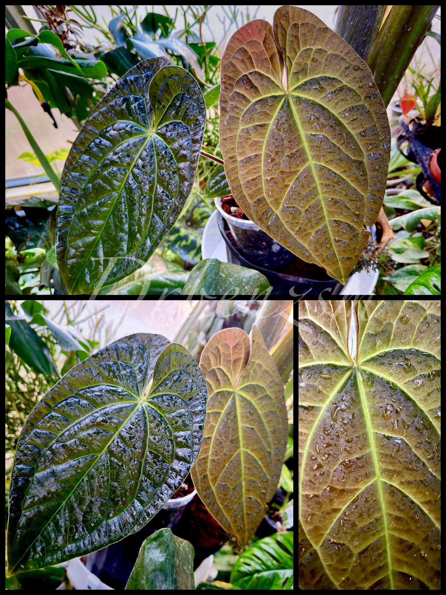 What is the true form of Anthurium besseae?