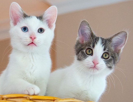 Could these 2 be any cuter?😻 Meet... - Chicago Cat Rescue | Facebook