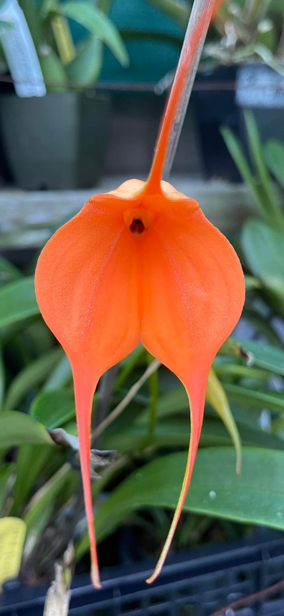Masdevallia Crystal Follansbee