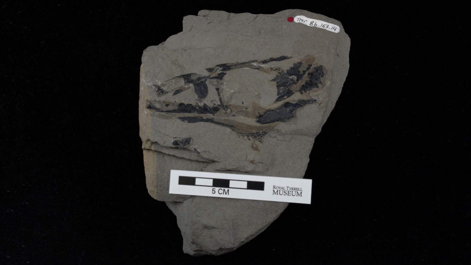 Reaching the... - Royal Tyrrell Museum of Palaeontology | Facebook