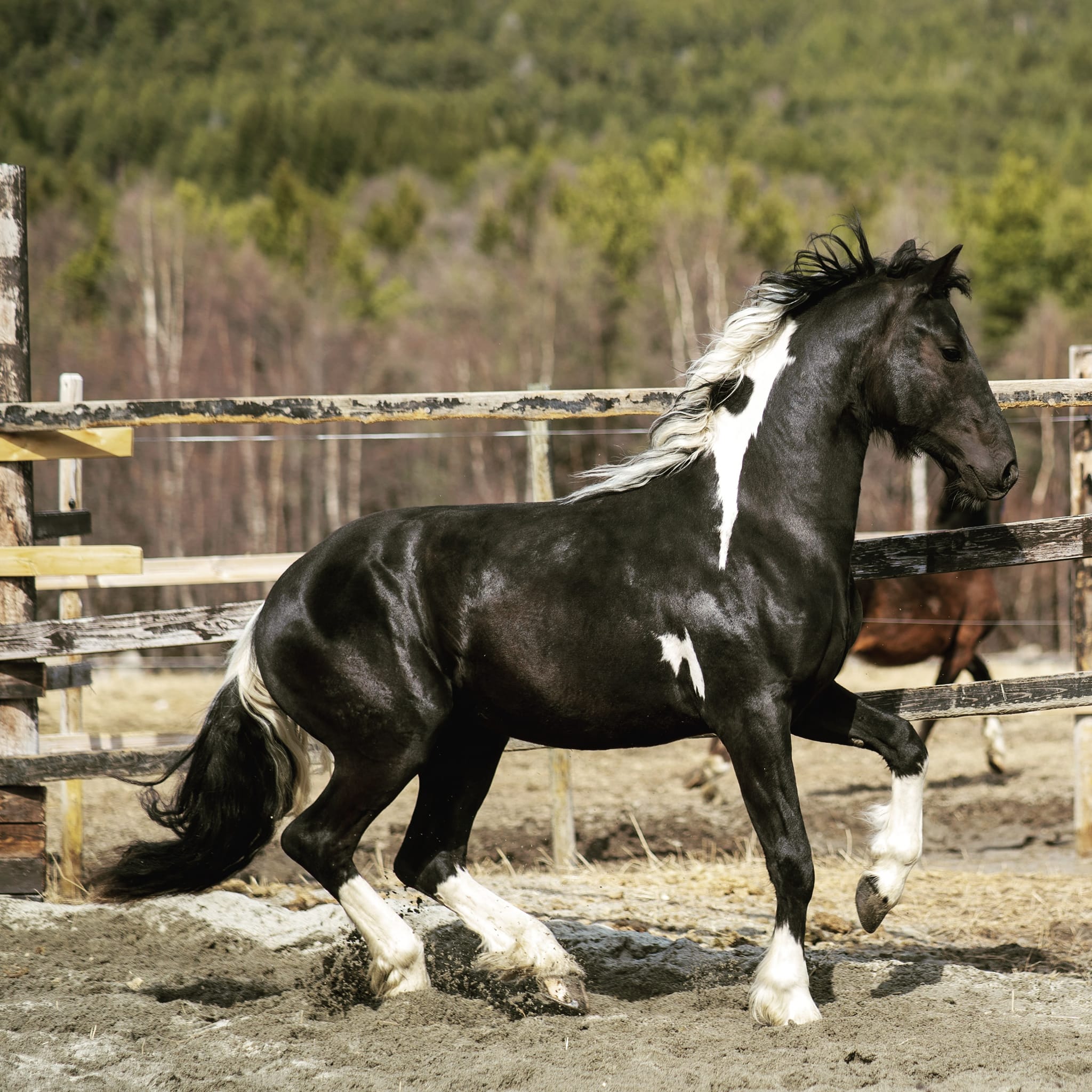 まり　‼️ My 2 year old stallion, Kasper Van Kl🤩