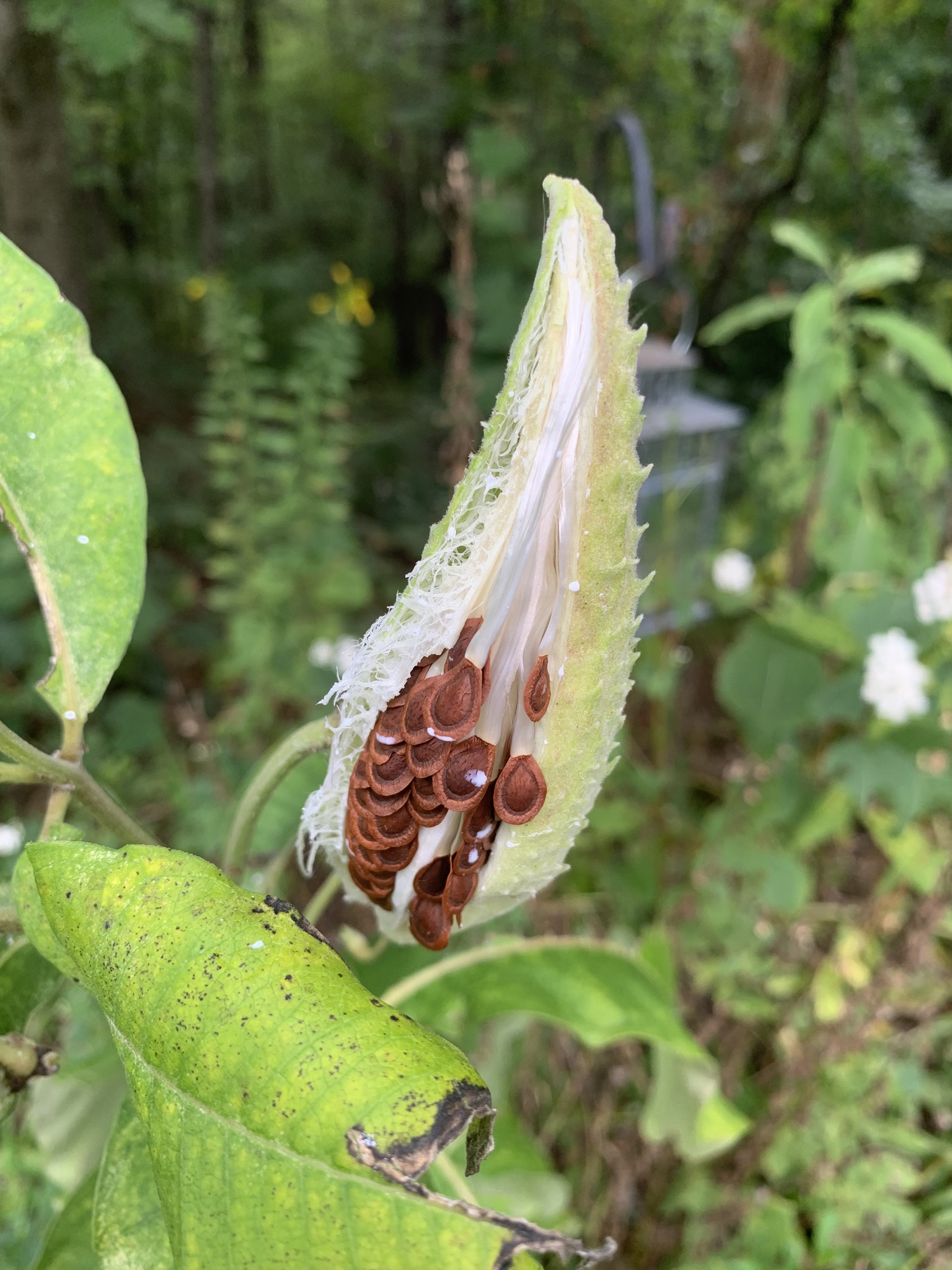 smoke catalpa pods Are there any good uses for pods? Refillable Deal Non Menthol Geek Bar Select Flavor ::Colombian Coffee Ice