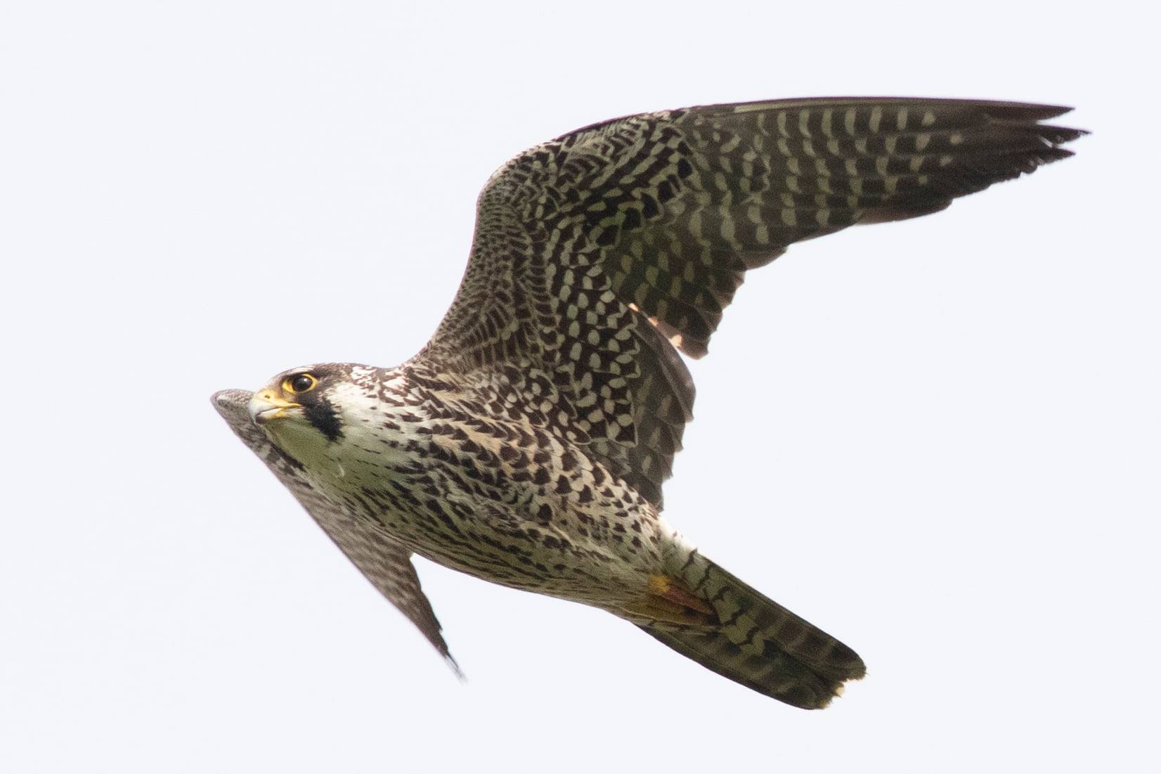 Braddock Bay Hawk Watch,... - Braddock Bay Raptor Research | Facebook