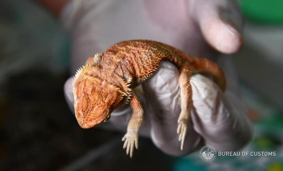 GMA - Nasabat ng Bureau of Customs ang ilang wildlife species sa isang ...