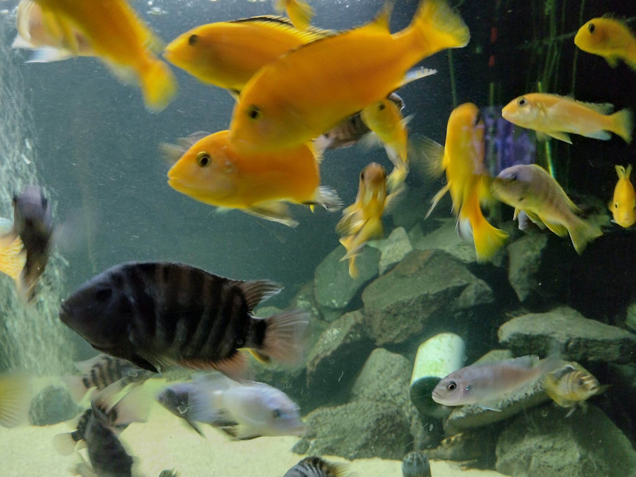 Fish lovers