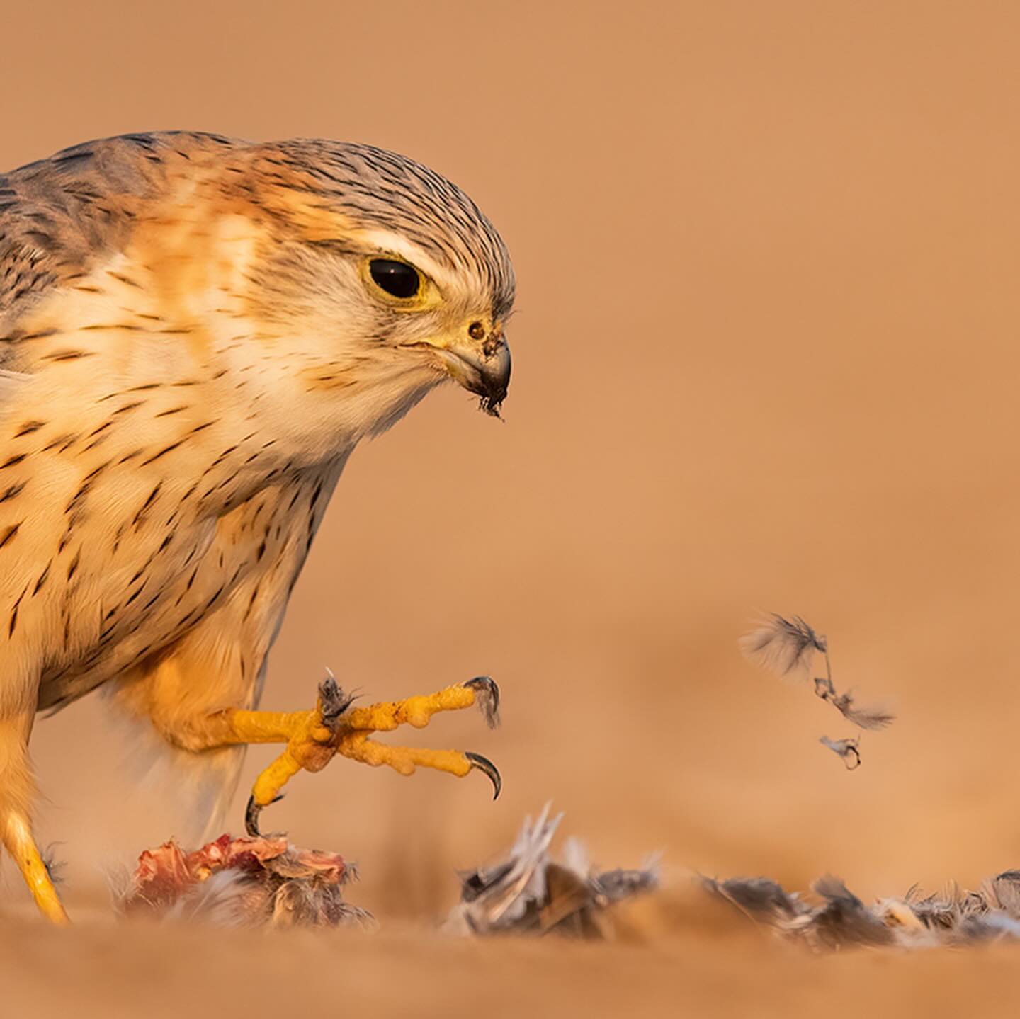 Vipul Ramanuj - A rare raptor, Merlin with its prey in a...