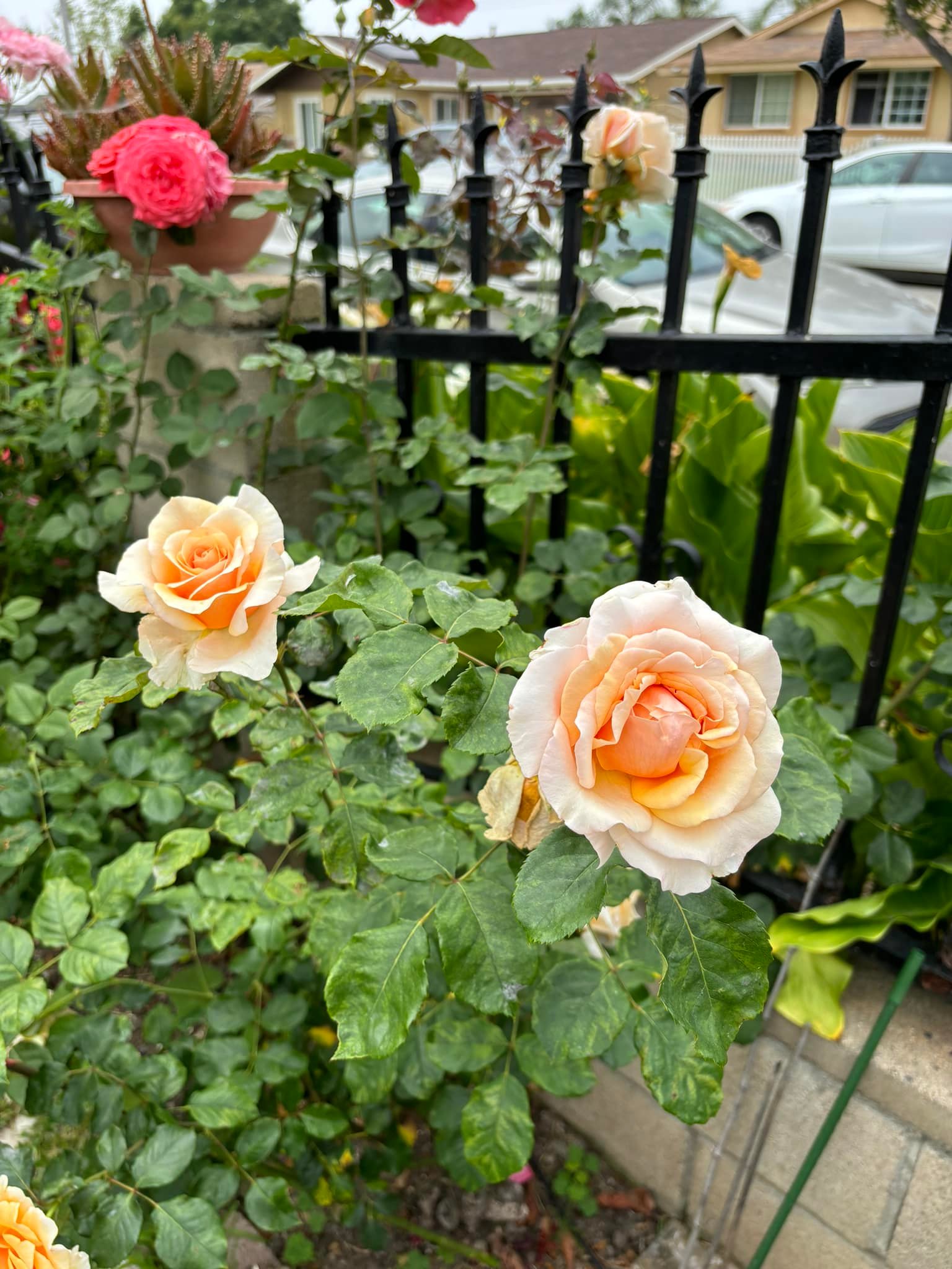 Roses in California, zone 10a, unknown ID