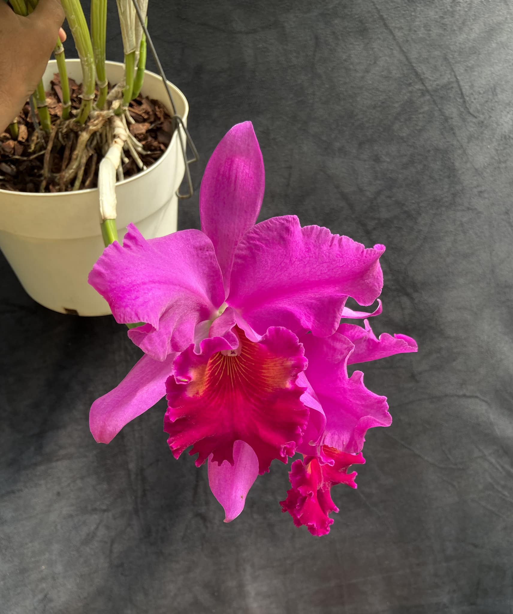 JHS Morning Glory clone with Waza color scheme