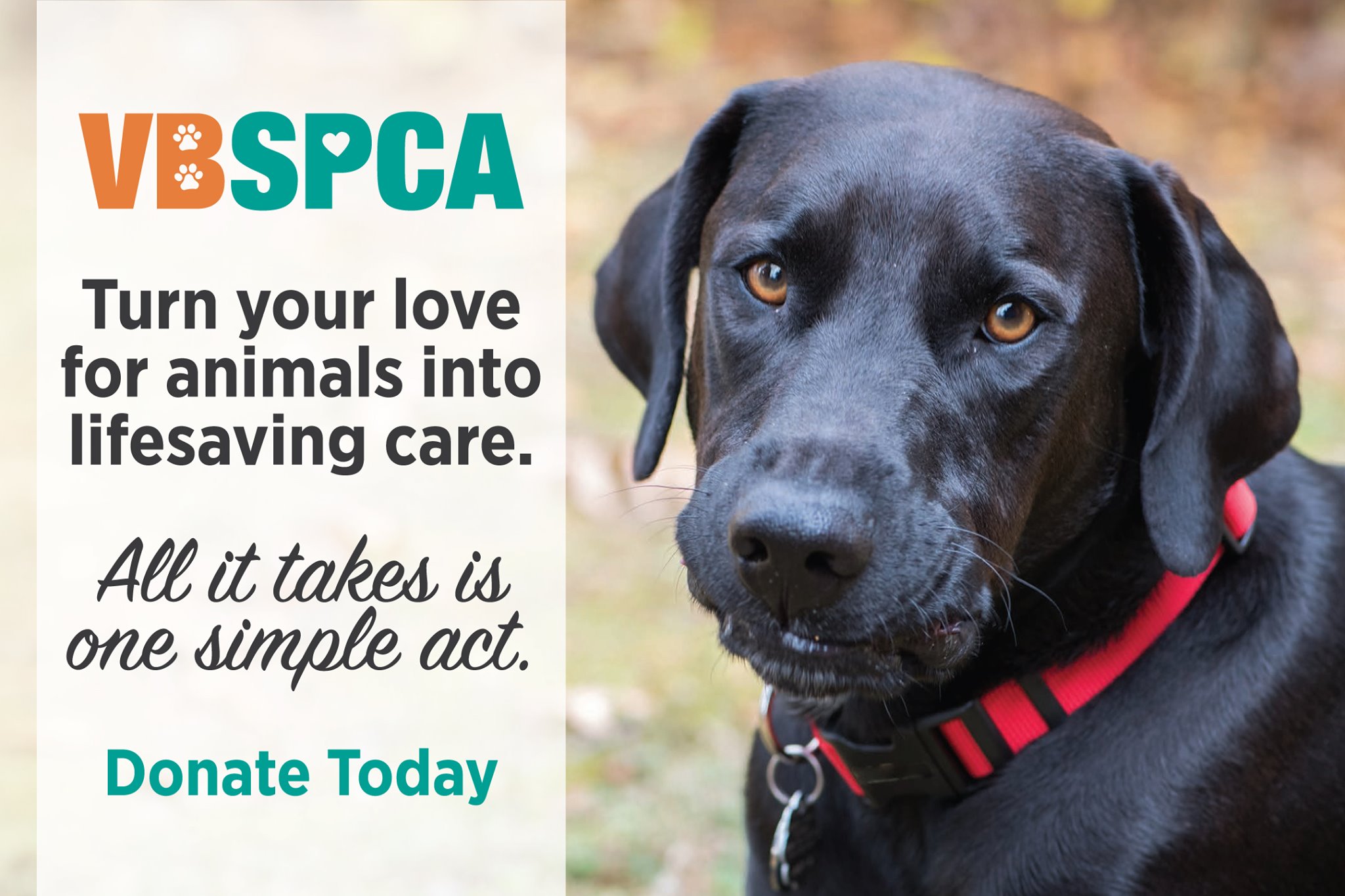 The VBSPCA provides lifesaving care... - Virginia Beach SPCA