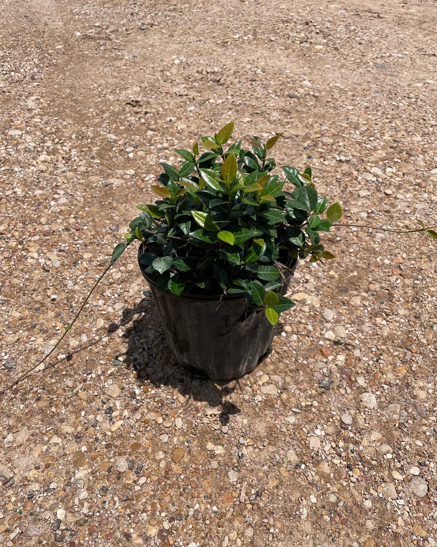 🌙✨ Plant Spotlight: Moonshine™ Asiatic Jasmine ✨🌙 Looking for