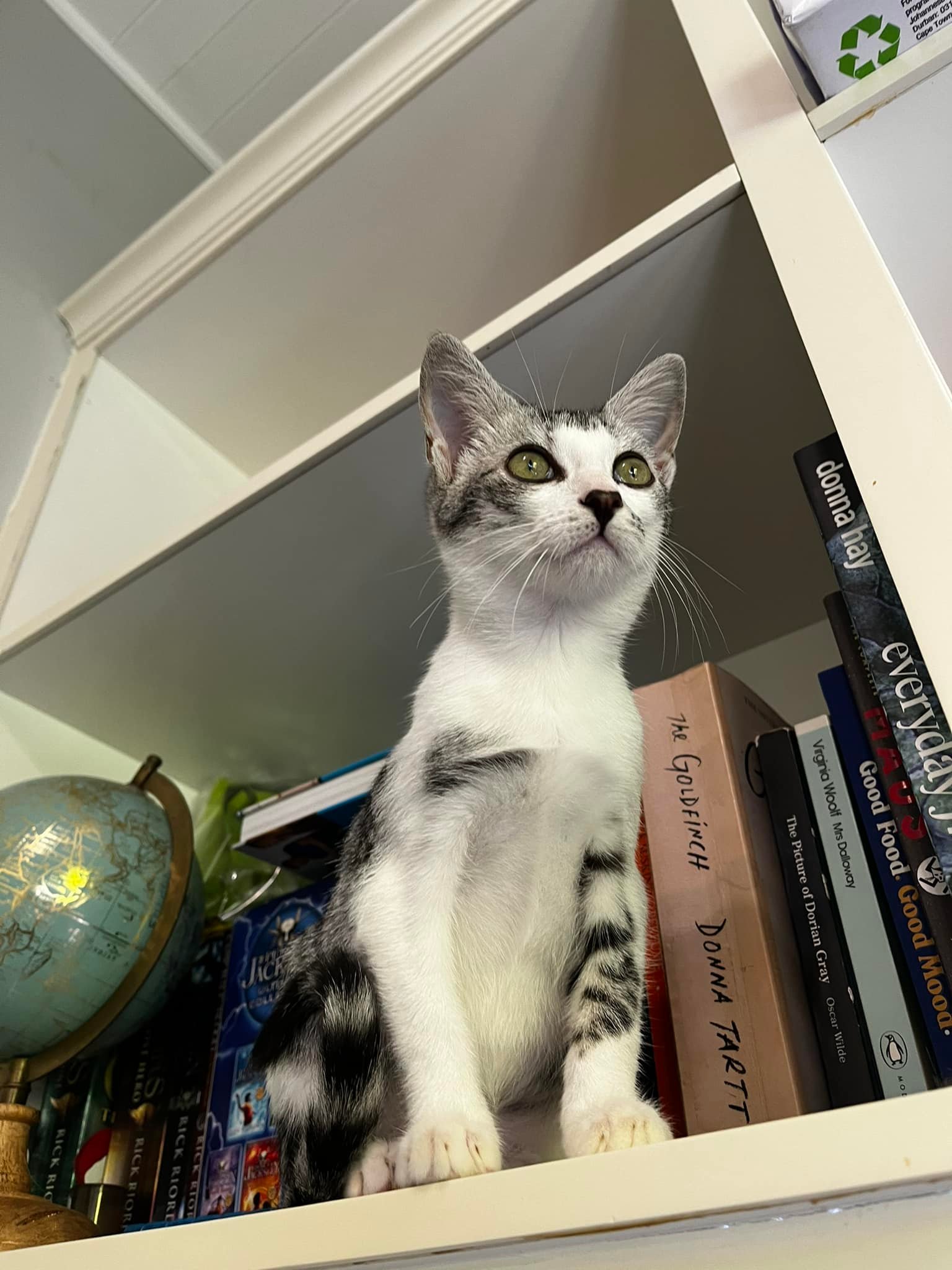 My little Willow is getting more exquisite by the day … them eyes 