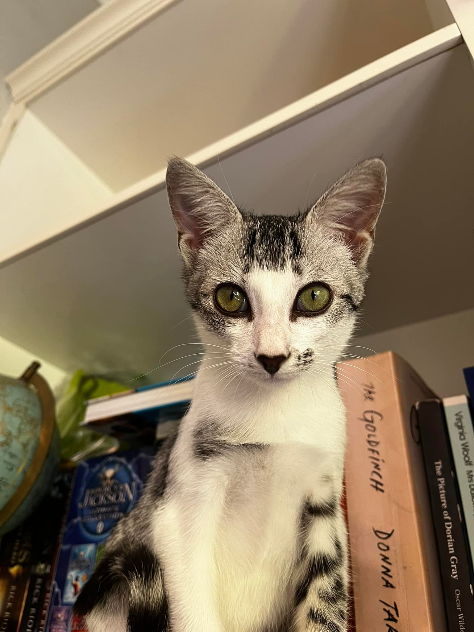 My little Willow is getting more exquisite by the day … them eyes 