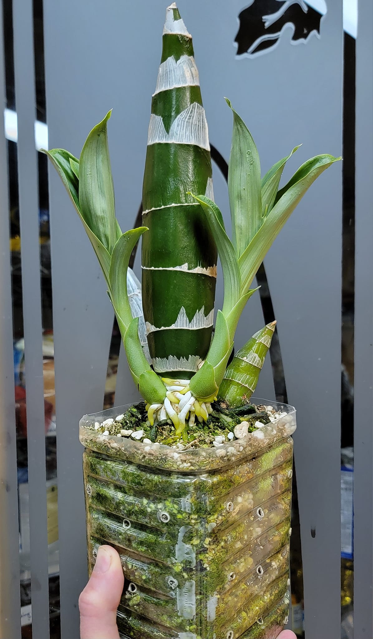 Growing Fredclarkeara After Dark 'SVO Black Pearl' Orchids