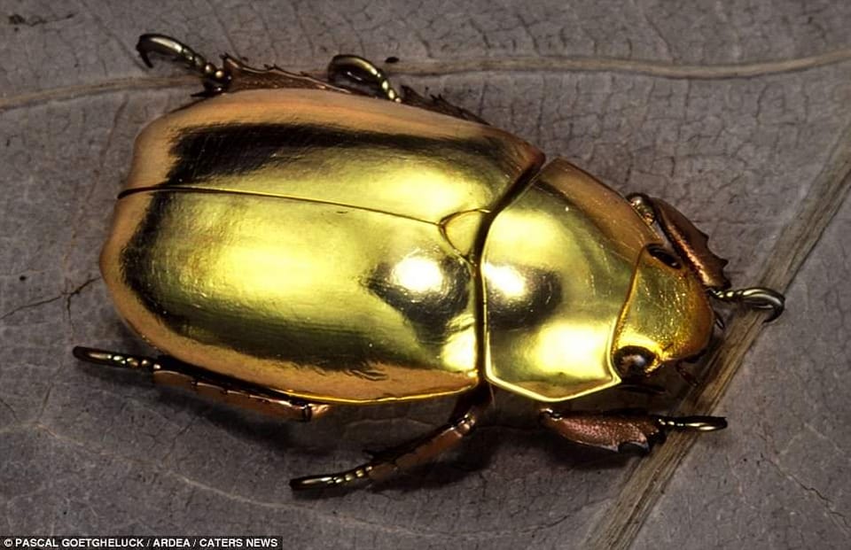 Chrysina spectabilis jewel scarab found in Honduras