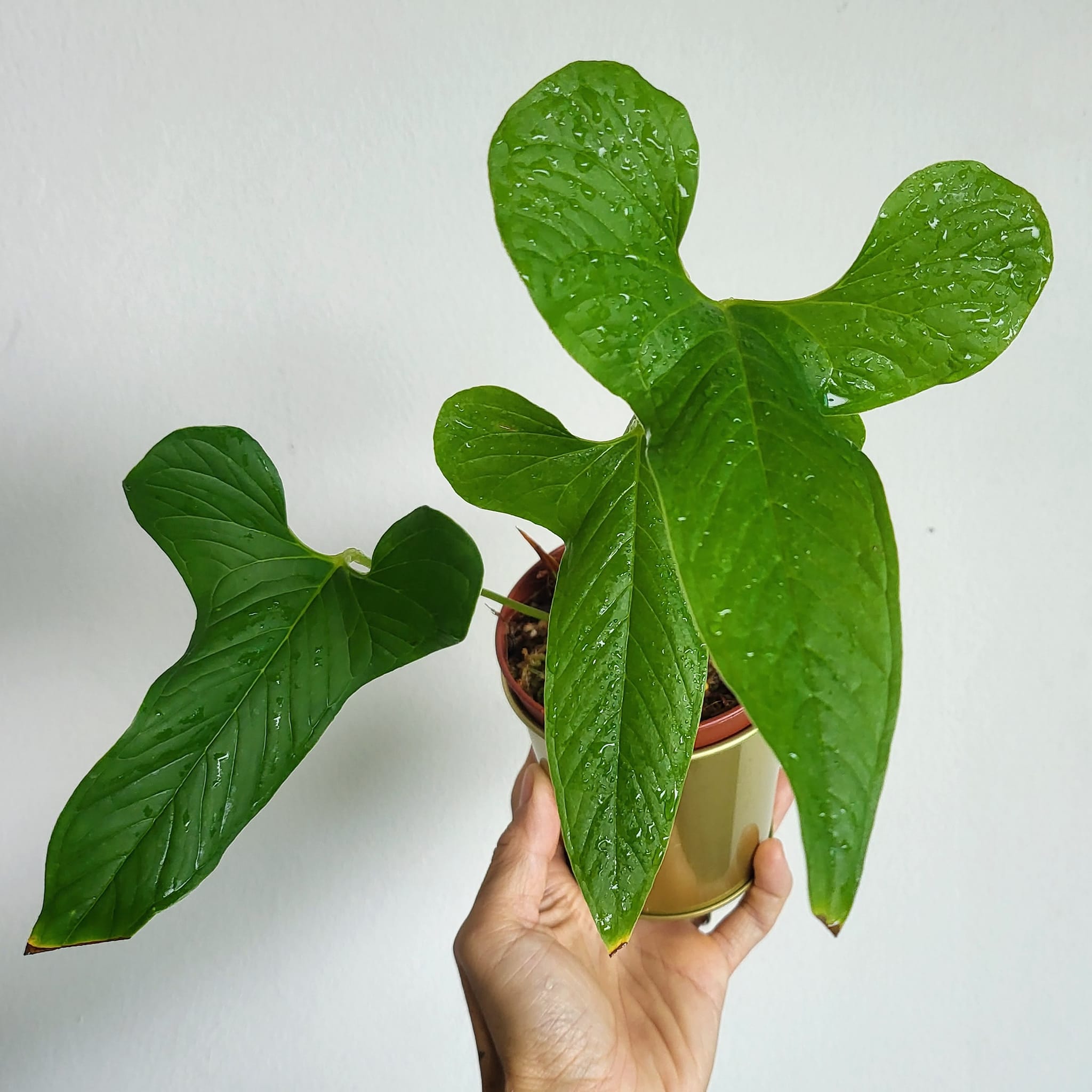 Anthurium draconopterum is a rare and beautiful species originate 