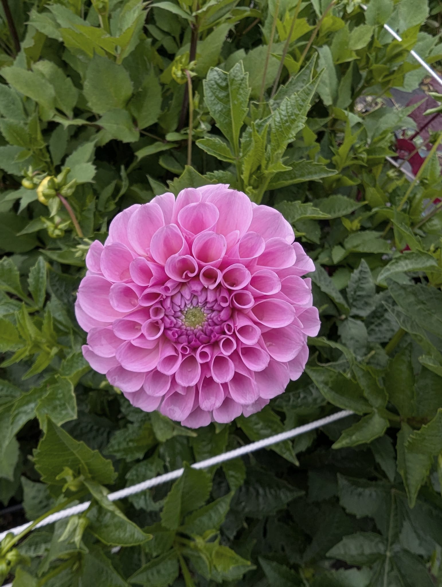What is the name from this dahlia ? 06:36 00:12/00:18 00:12 00:18
