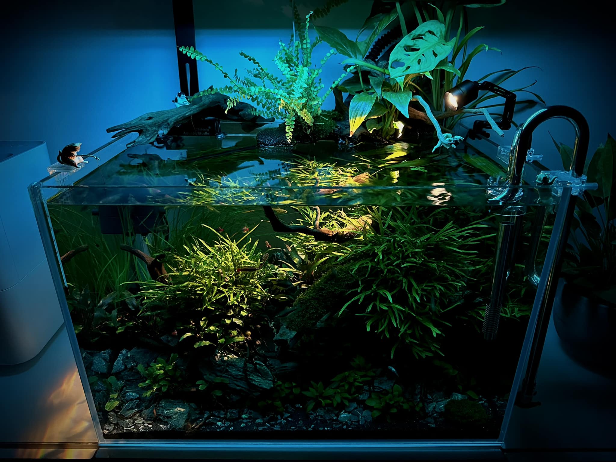 Testing Chihiros Z Light Tiny on 96 liters blackwater tank project
