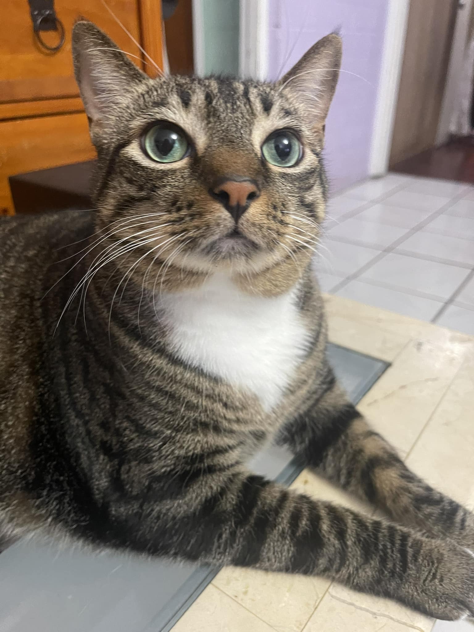 Gracita - 🐱 What's on your cat's mind right now? 1. Dreaming of tuna ...