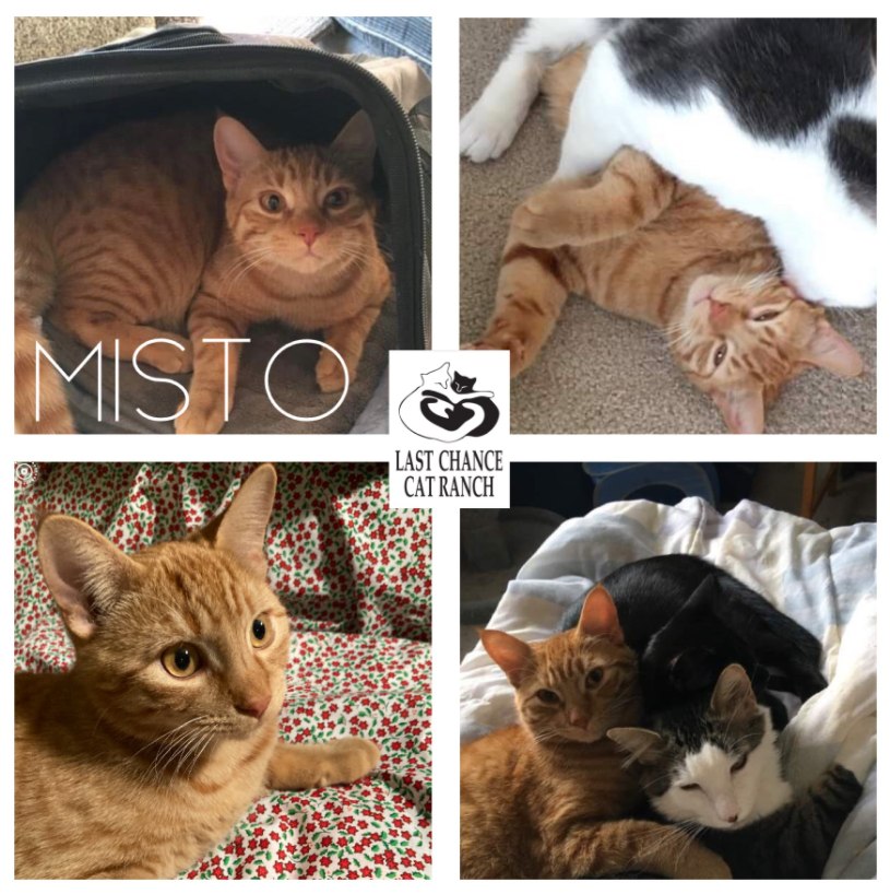ADOPTED! MISTO Misto... - Last Chance Cat Ranch Lethbridge | Facebook