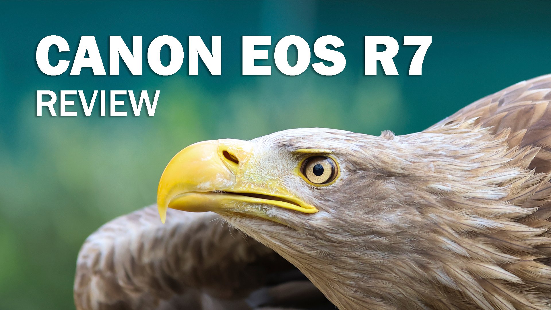 Alex puts the new Canon EOS R7 through... - Wilkinson Cameras | Facebook