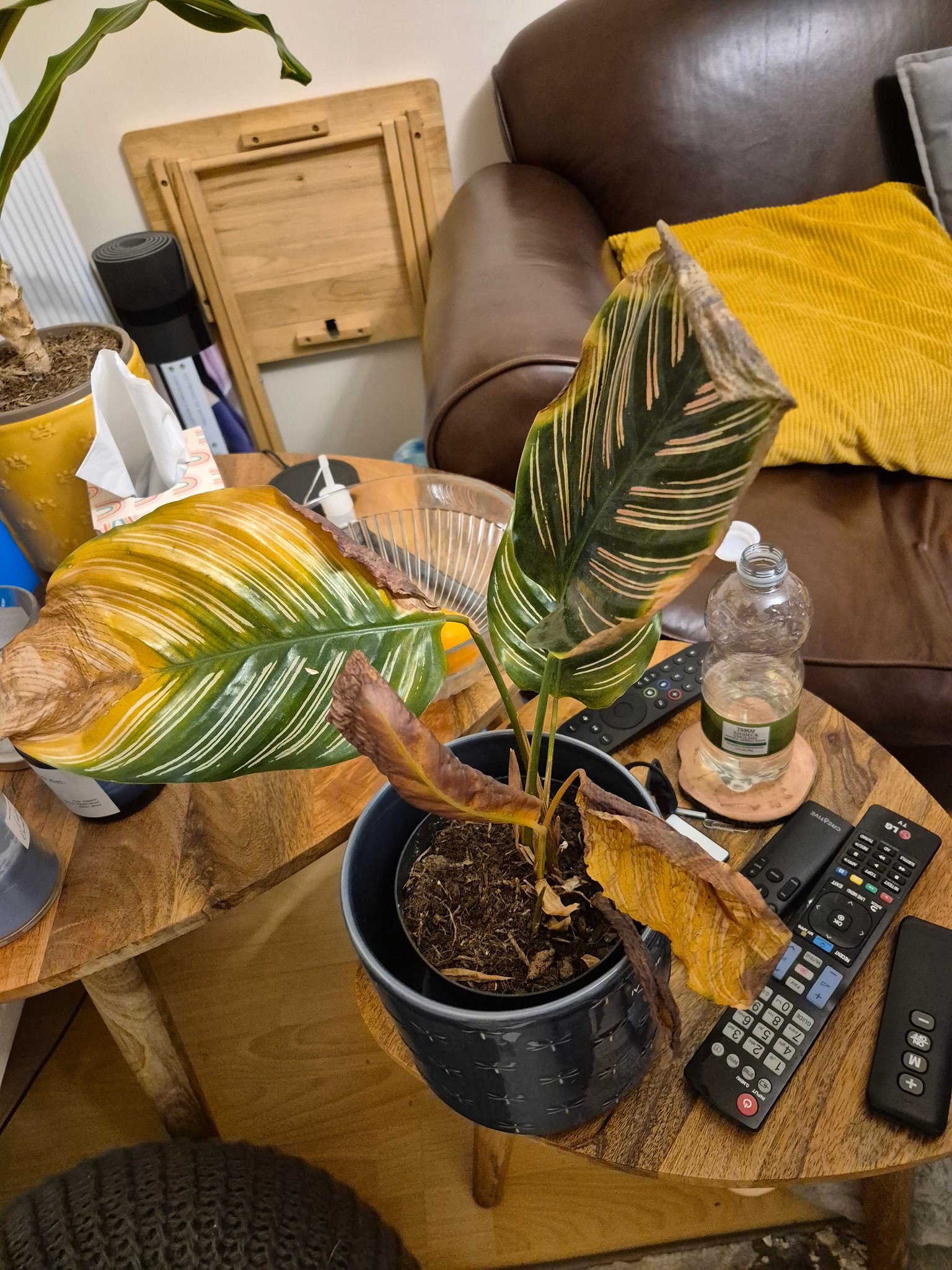 How to revive a dry pinstripe calathea plant?