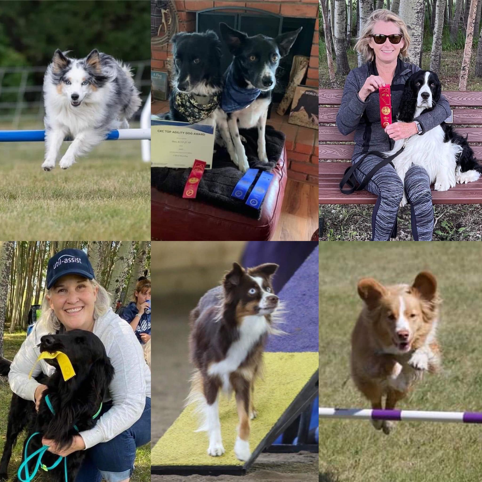 🎉 A big shout out to all of... - Hyper Hounds Dog Training