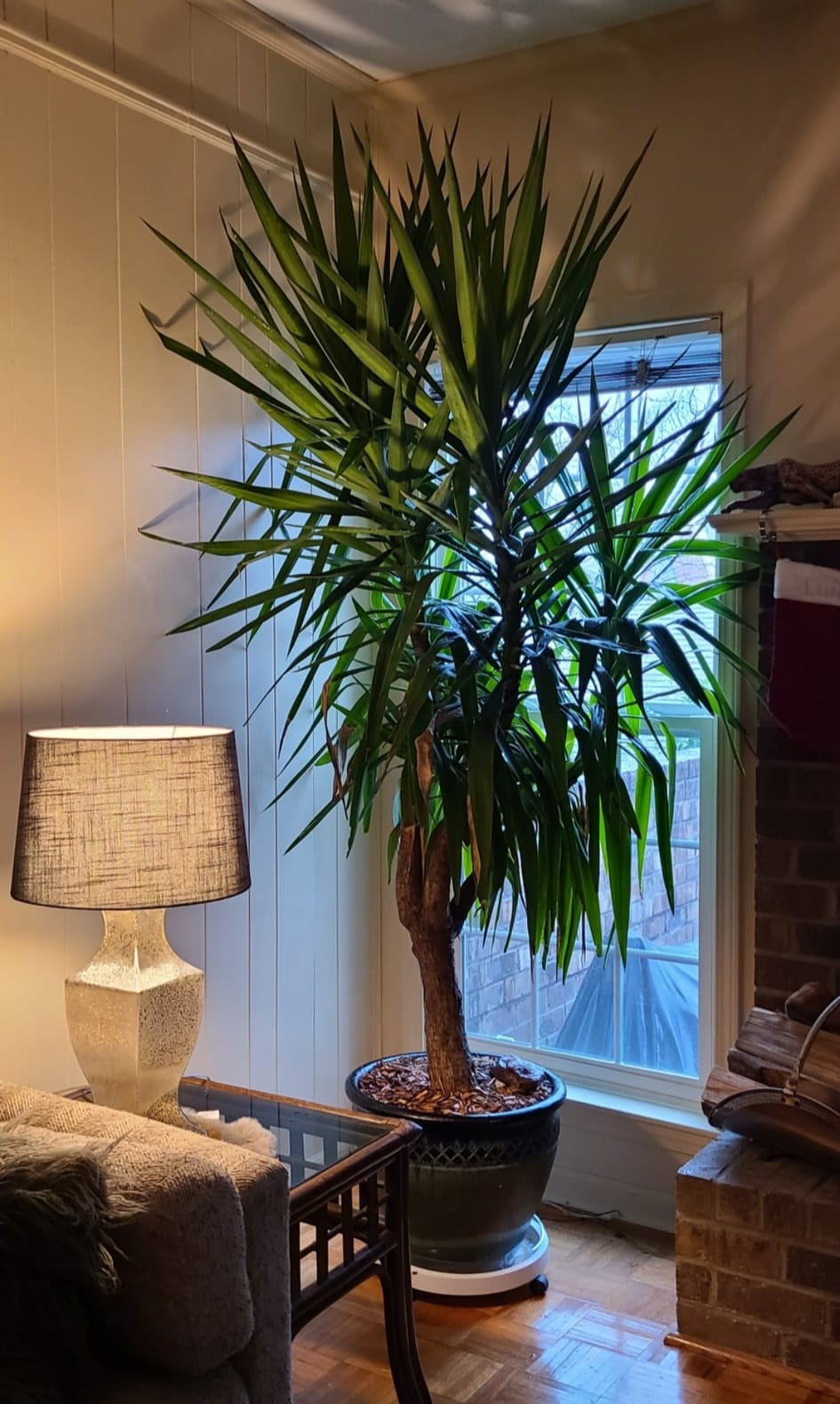 How to help a struggling yucca plant recover