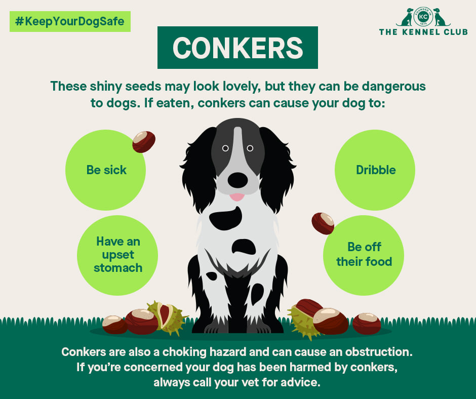 Illustration of Taffeta Choking Hazard In Dogs