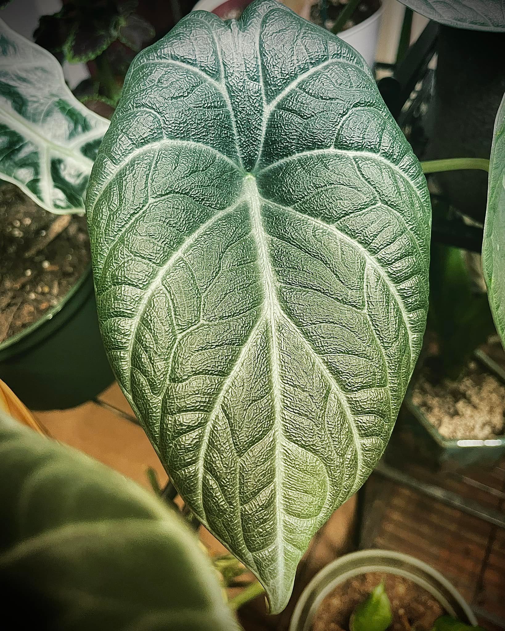 One of our favorite leaf shapes ever! 📸 Alocasia portei aurea