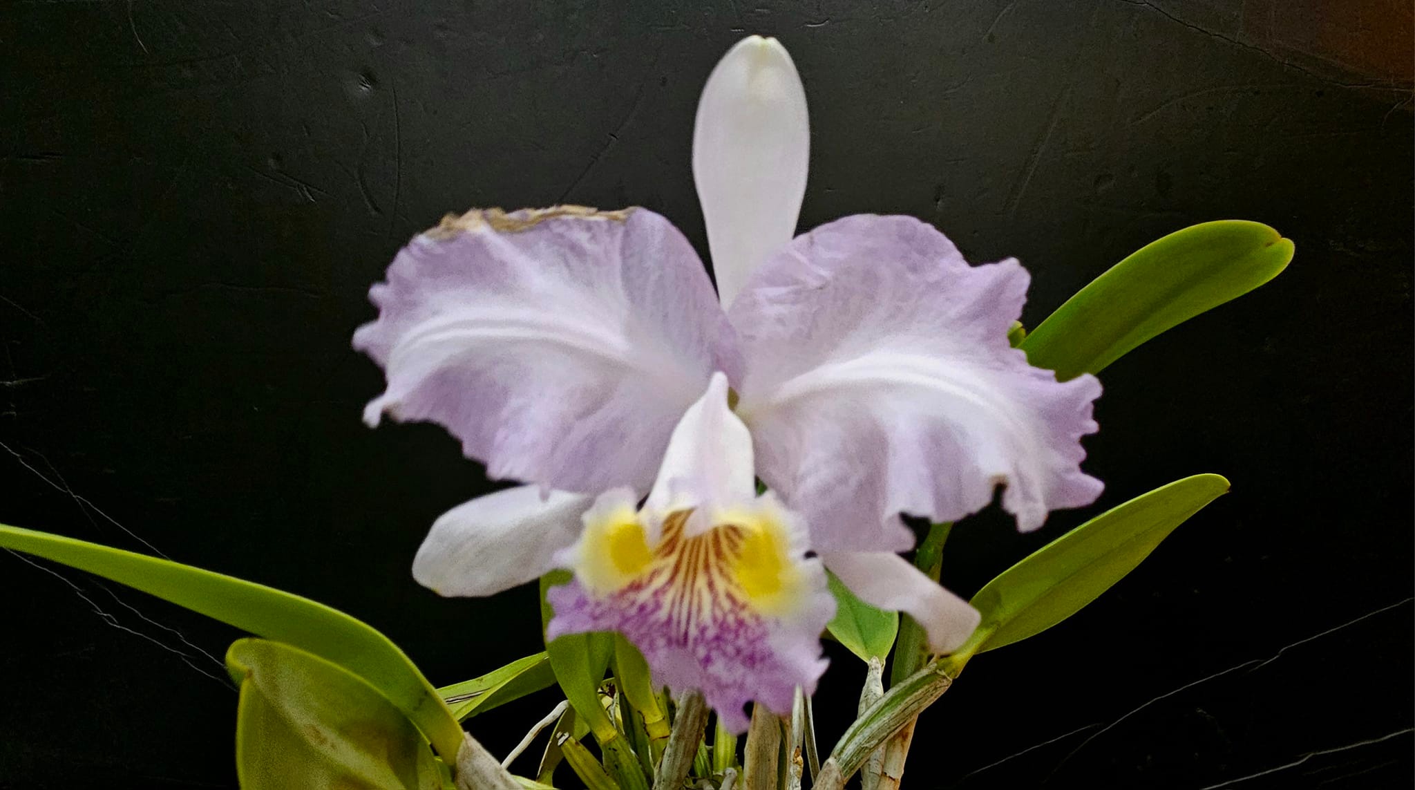 C. lueddemanniana var. coerulea × sib ('Francisco' x 'Cotra')