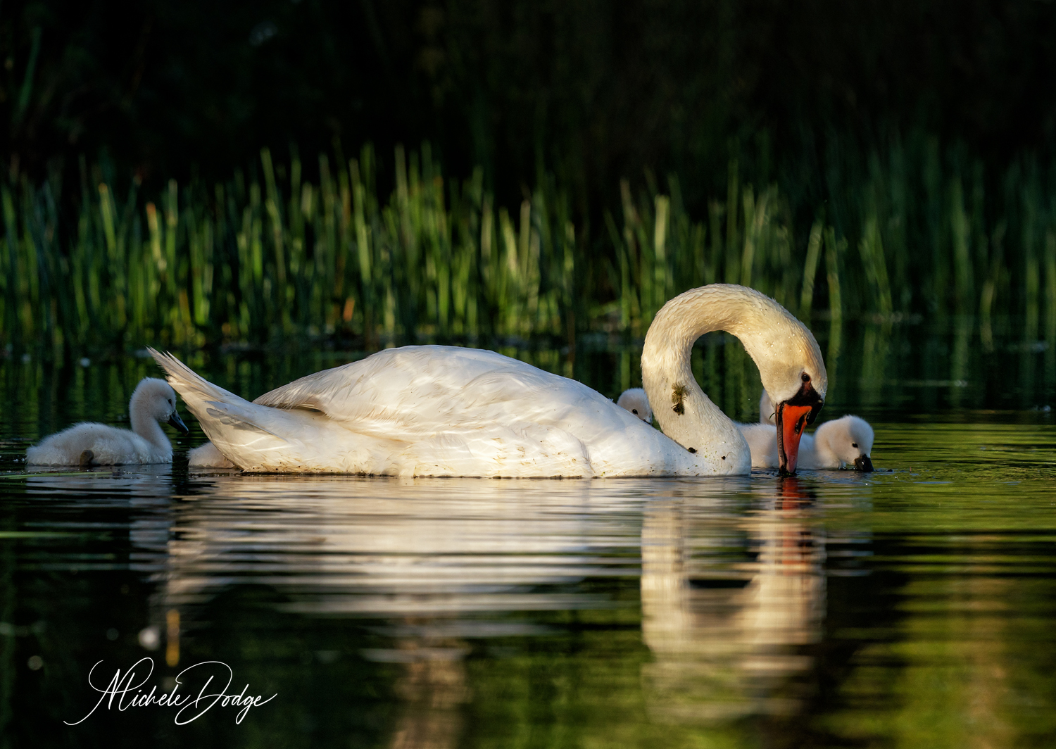Finally captured a photo of Seven Swans a Swimming in the backyard