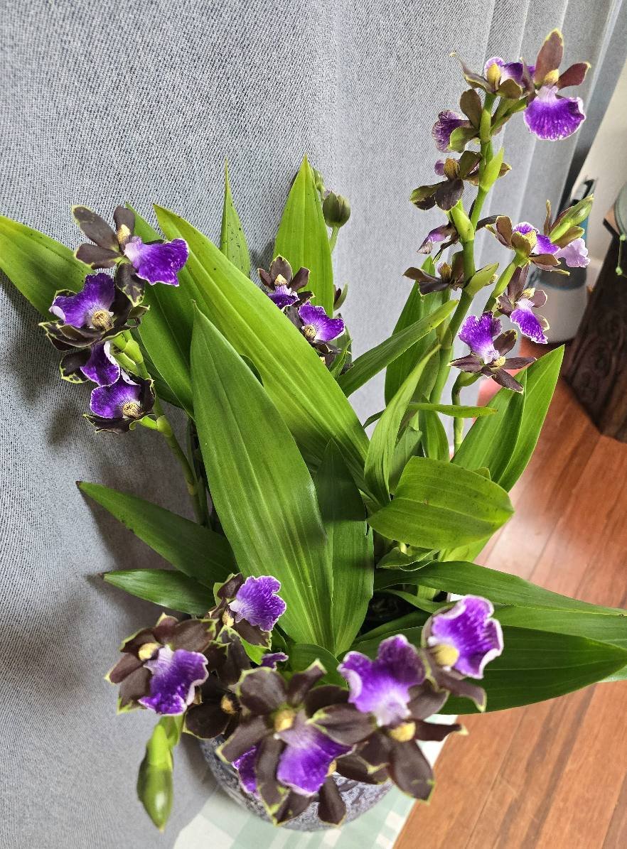 Zygopetalum Jumping Jack orchid blooms in living room