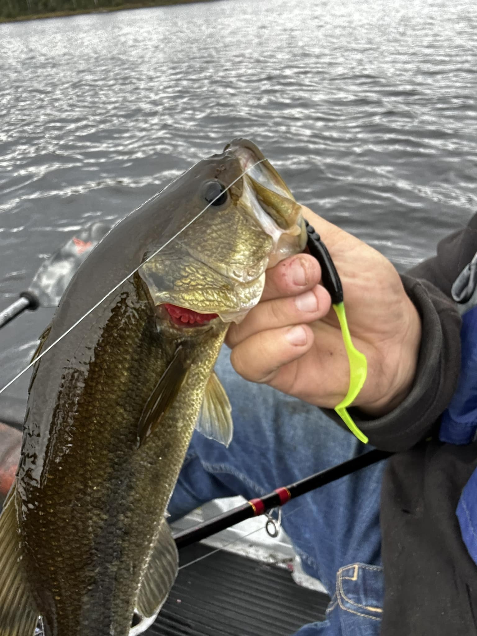 daiwa 270 mooching reel SWEEPFIRE-2B sap_subcategory:low profile baitcast reels precise condition * The Rebel Crickhopper Fire Tiger Color:Arkansas Shiner