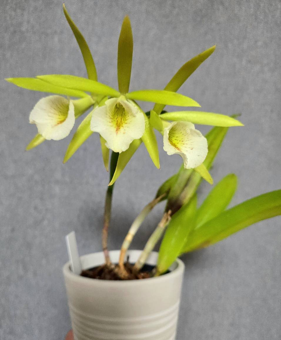 Procatovola key lime star orchid has sweet scent and visual appeal