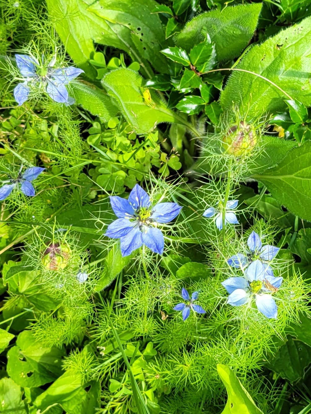 Upstate NY from a wildflower mix. Know what the blue flowers are?