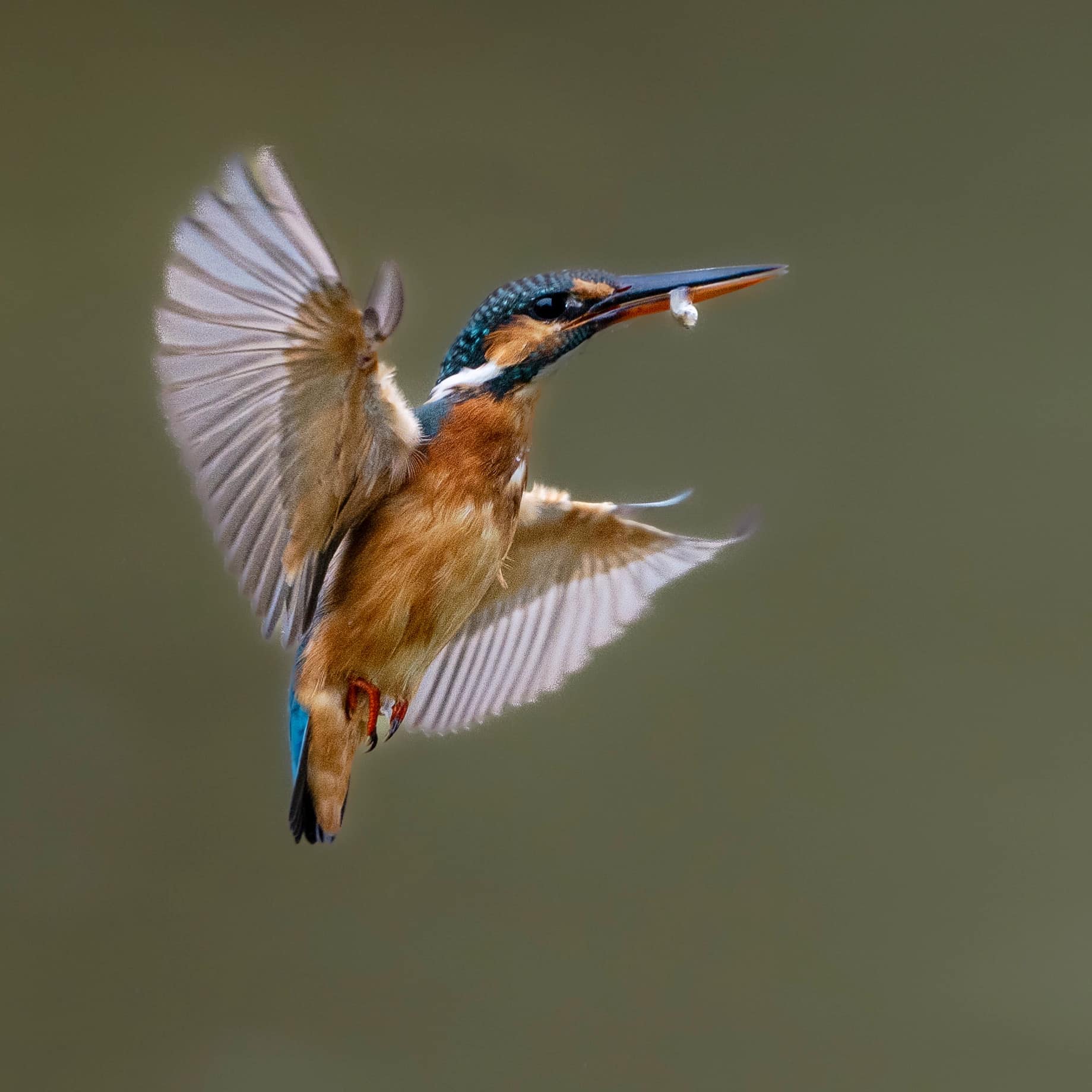 Any tips for photographing common kingfishers?
