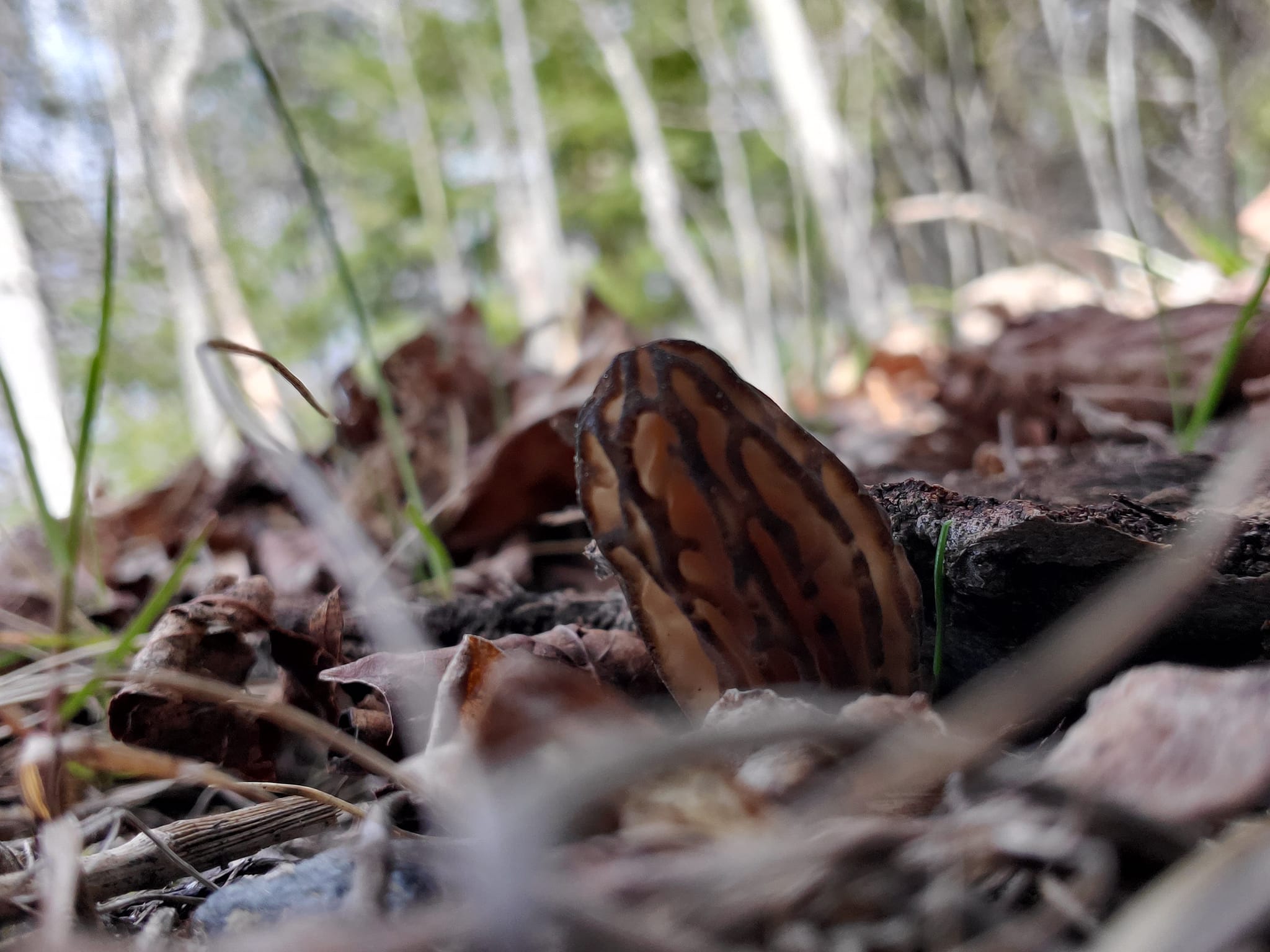 Sudbury Area Mushroom Hunters and Foragers | Looking for recipes or ...